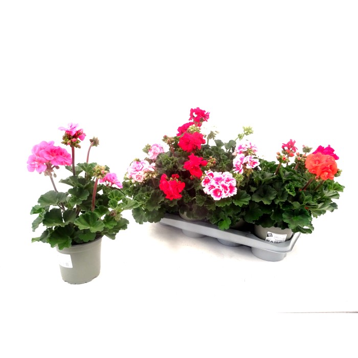 PELARGONIUM ZONALE M14