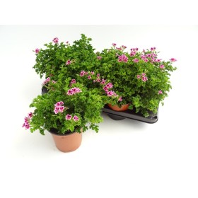 PELARGONIUM RANDY M13