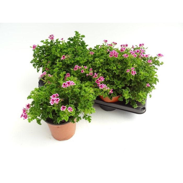 PELARGONIUM RANDY M13