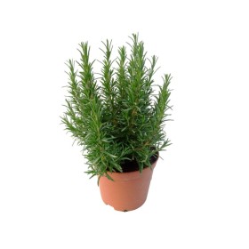ROSMARINUS OFFICINALIS 18