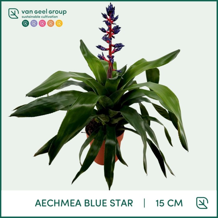 BILBERGIA BLUE STAR M15 extra