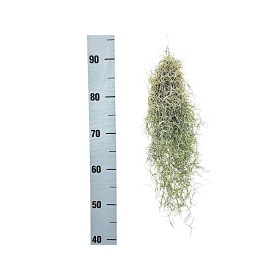 TILLANDSIA USNEOIDES  GREY H40