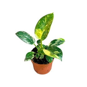 PHILODENDRON  M10.5 GREEN CONGO