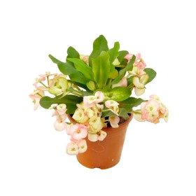 EUPHORBIA  MILII MIX  M14