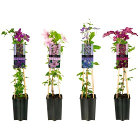 CLEMATIS MIX M15 H65