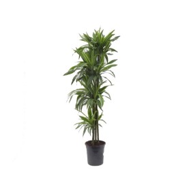 DRACAENA DERE. LEMON LIME 120.90.60.30.15 M25