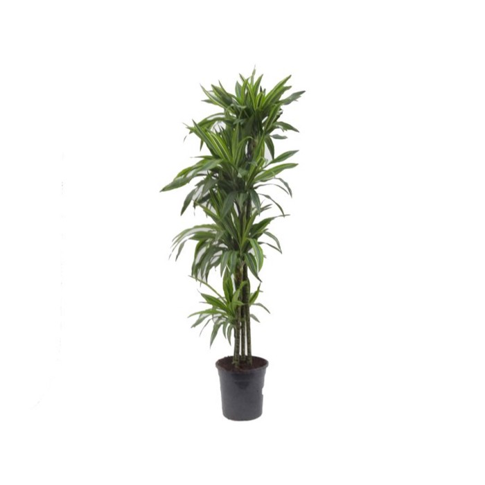 DRACAENA DERE. LEMON LIME 120.90.60.30.15 M25