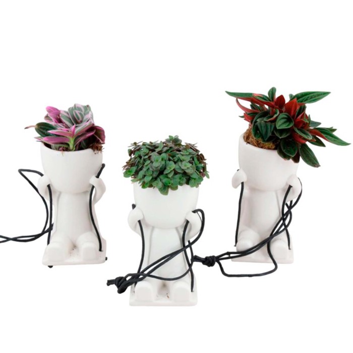 PLANTA VERDE MIX POP SWING M 7 H19