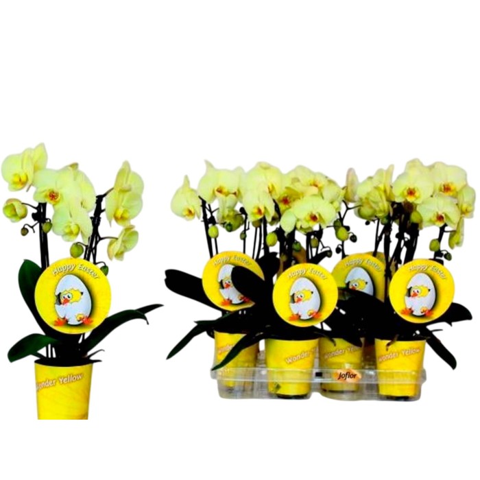 PHALAENOPSIS CASCADA M 9  H35 PASCUA