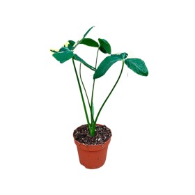 ALOCASIA  M17 H60  MICKEY MOUSE 