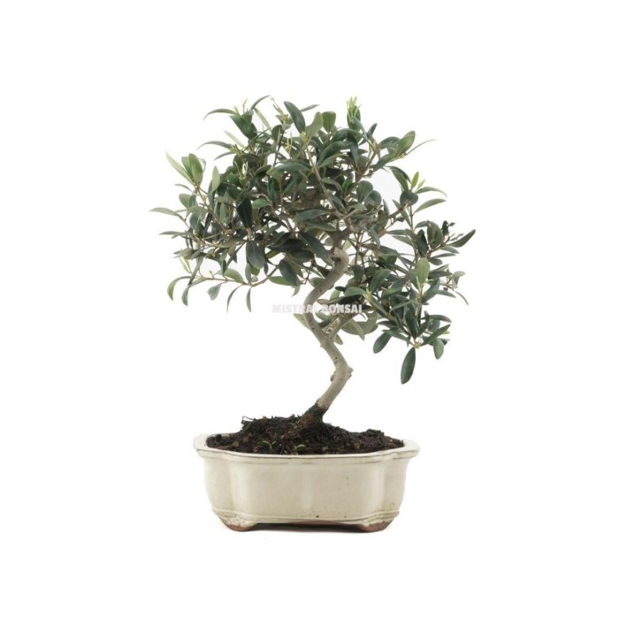BONSÁI 10 ANYS OLEA EUROPAEA