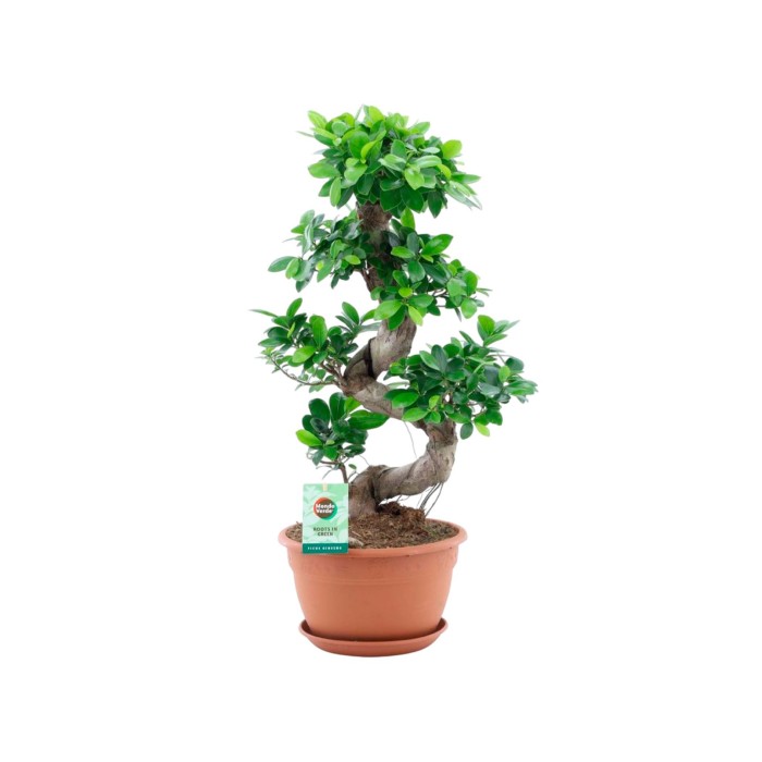 FICUS GINGEIN  M27  H70 tarrina  en S