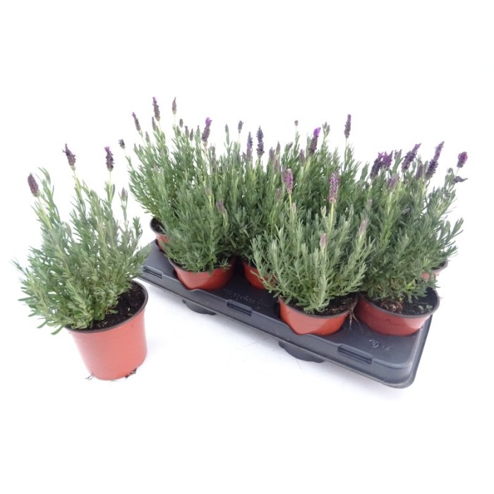 LAVANDULA STOECHAS 14