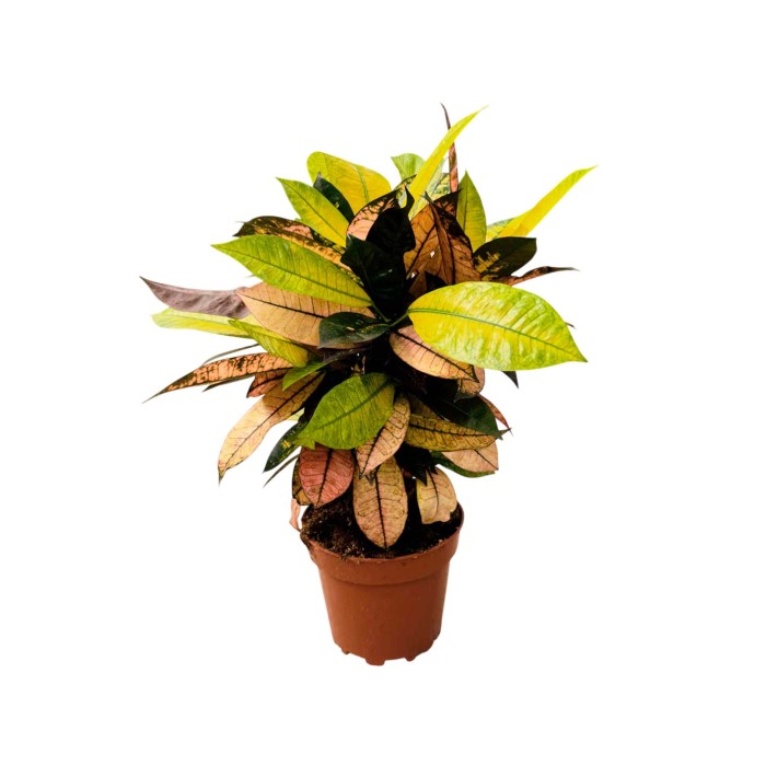 CROTON ICETON RAMIFICAT  M17