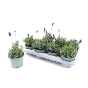 LAVANDULA BLEU M13