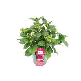 HORTENSIA M28 MAGICAL