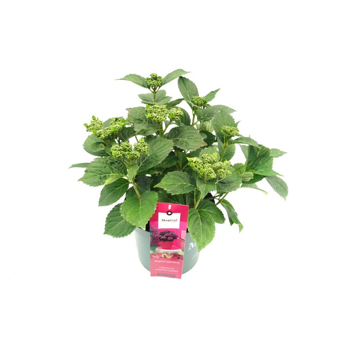 HORTENSIA M28 MAGICAL
