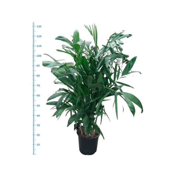 CHAMAEDOREA  M21-120cm. Seifritzii