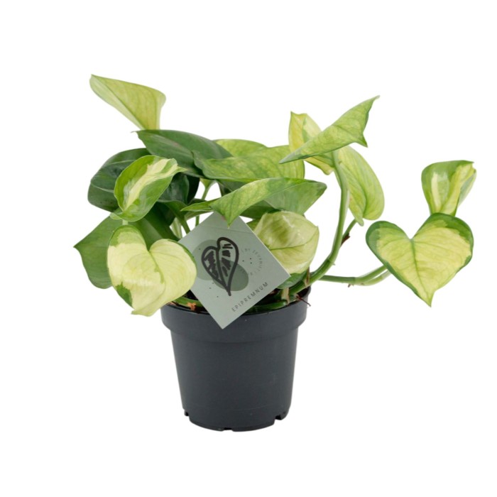POTHOS  M12 Lemon Top