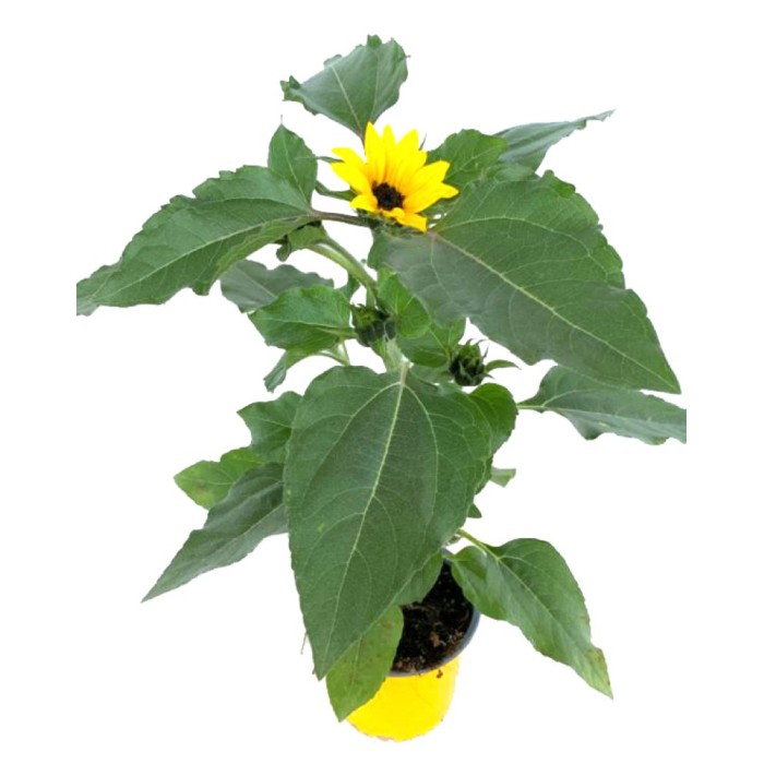 HELIANTHUS ANNUUS 13 - MACETA AMARILLA