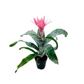 BILLBERGIA PRIMERA M12