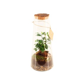 TERRARI FICUS GINSENG D15 H45 Triton Large
