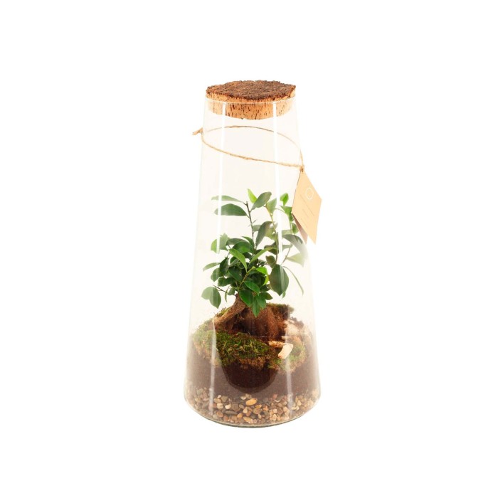 TERRARI FICUS GINSENG D15 H45 Triton Large