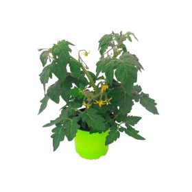 LYCOPERSICUM SCULENTUM CHERRY 13