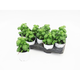 OCIMUM BASILICUM PESTO 13