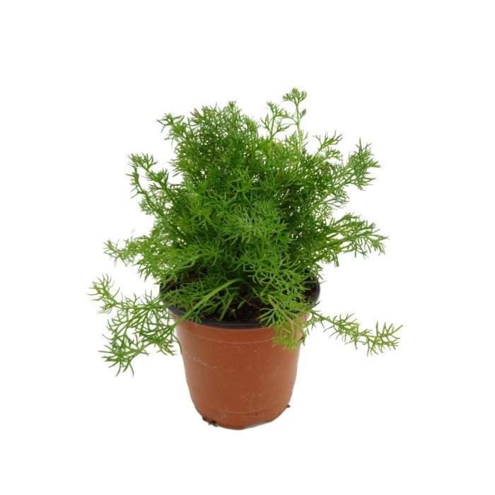 MATRICARIA RECUTITA M11 - CAMAMILLA