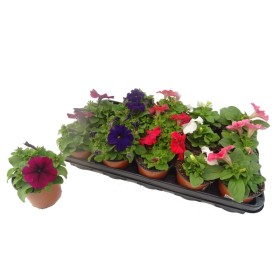 PETUNIA HYBRIDA M11