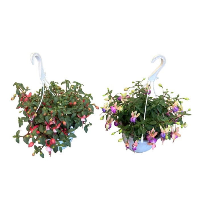 FUCHSIA HYBRIDA T19 - PENJADOR