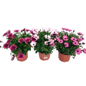 OSTEOSPERMUM ECKLONIS M19