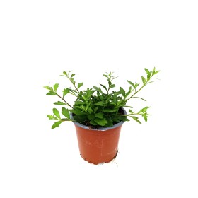 ERIGERON KARVINSKIANUS M11