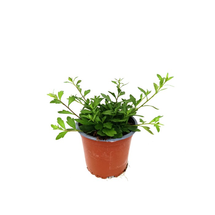 ERIGERON KARVINSKIANUS M11