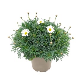 ARGYRANTHEMUM BLANCA M19