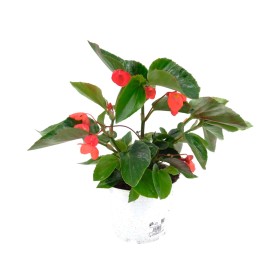 BEGONIA DRAGON WING M19