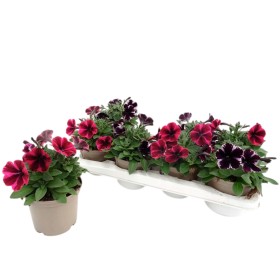 PETUNIA SWEETUNIA M13