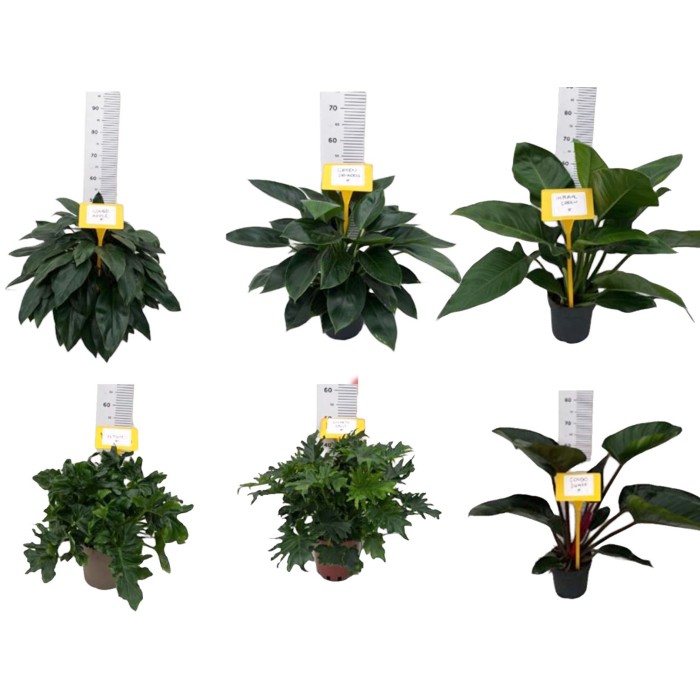 PHILODENDRON  M20 MIX
