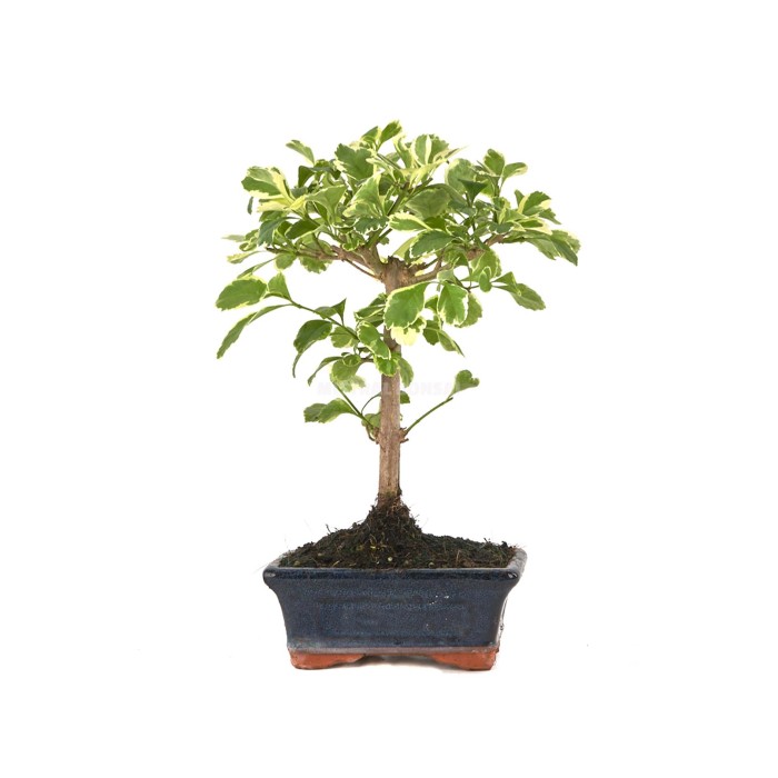 BONSÁI  5 ANYS DURANTHA REPENS