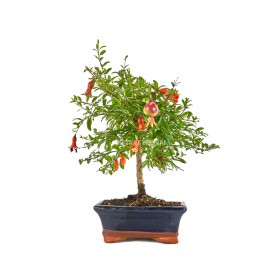 BONSÁI  5 ANYS PUNICA GRANATUM