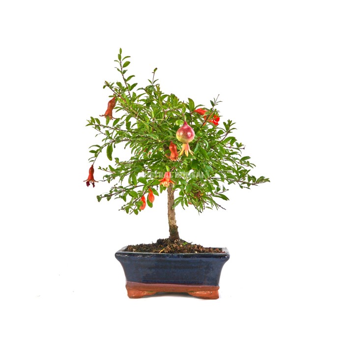 BONSÁI  5 ANYS PUNICA GRANATUM