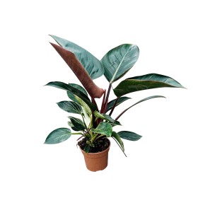 PHILODENDRON  M15 COGOKING