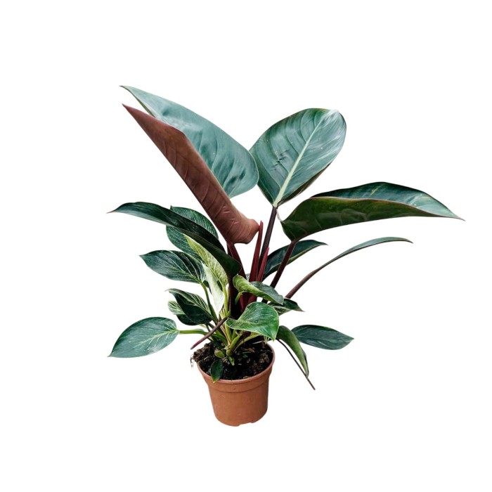 PHILODENDRON  M15 COGOKING