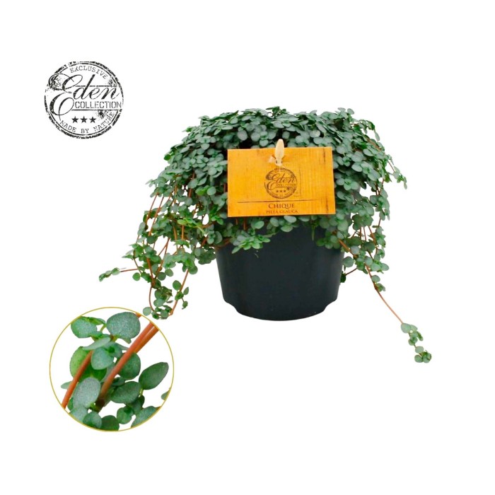 PILEA  GLAUCOPHYLLA GREYZY M12