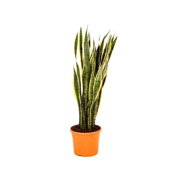 SANSEVIERIA  M30- 90-100cm.
