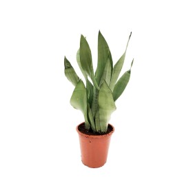 SANSEVIERIA M17- 60cm. MONSHINE
