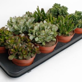 CRASSULA MIX M11