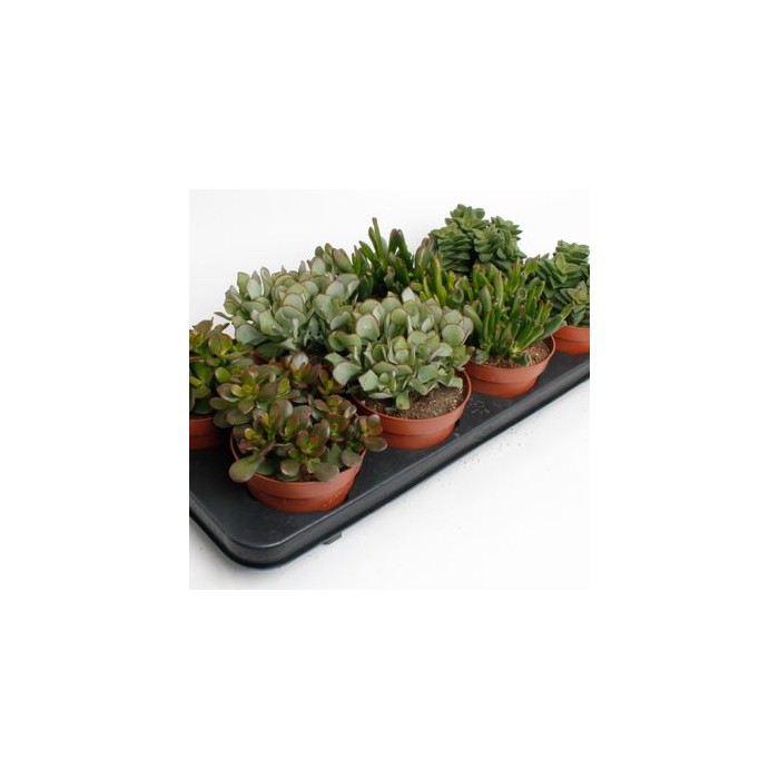 CRASSULA MIX M11