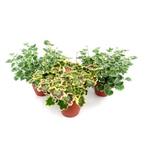 PELARGONIUM COLOR LEAF 10L
